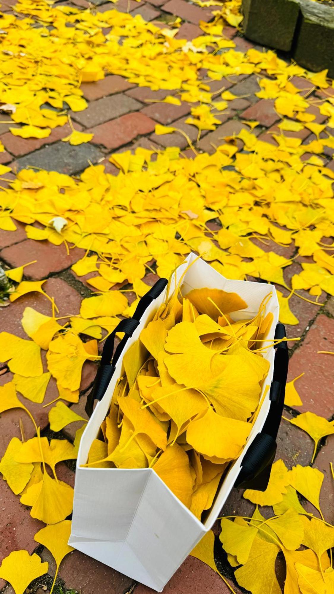 Ginkgo House On Harvard Cambridge Exterior foto